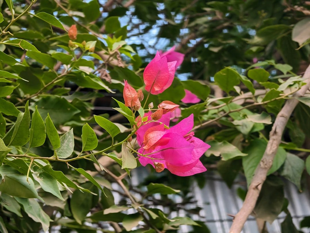 découvrez la beauté éclatante du bougainvillier en pleine floraison, avec ses fleurs colorées et son charme méditerranéen unique.