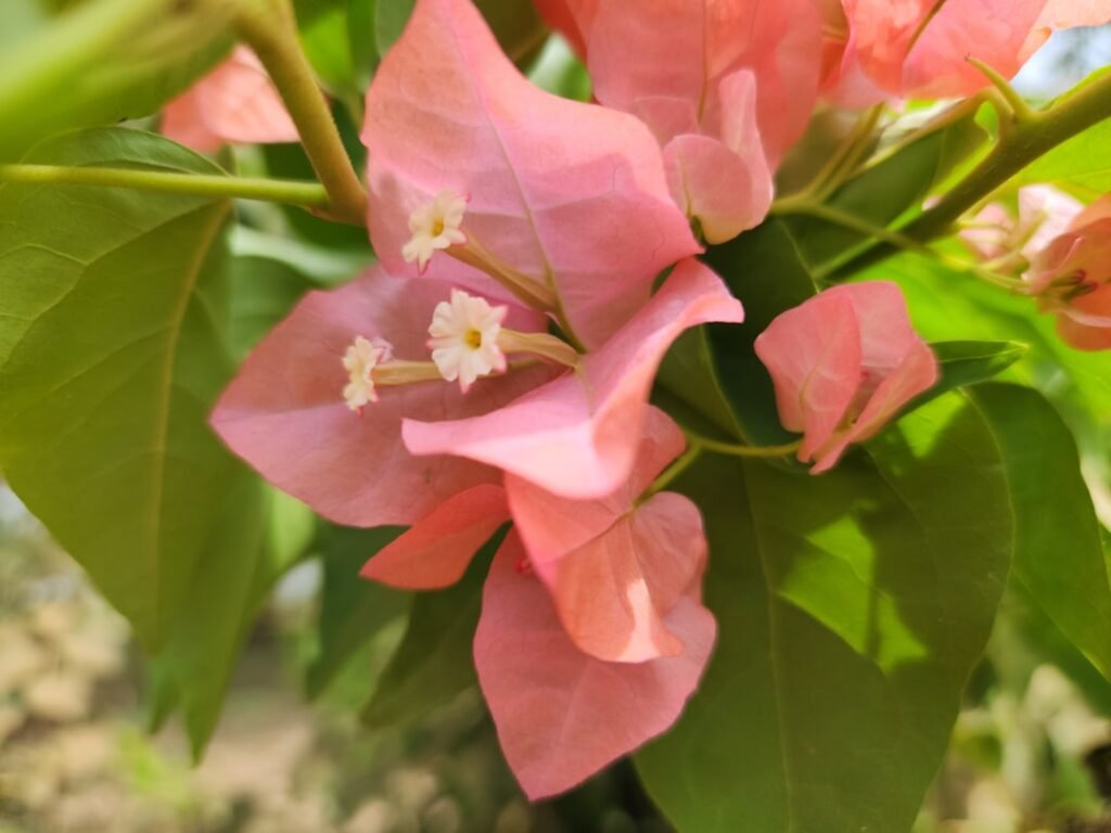 découvrez la beauté éclatante du bougainvillier en pleine floraison, une explosion de couleurs vives qui égaye vos jardins et balcons.