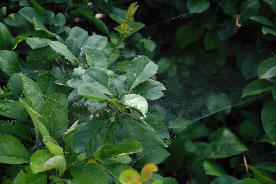 découvrez l'herbicide bramble, une solution efficace pour éliminer les ronces et maîtriser les mauvaises herbes dans vos cultures et jardins.