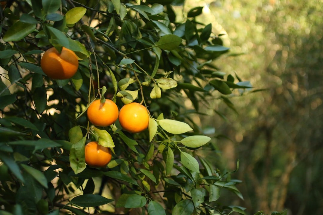 découvrez la saison des agrumes : astuces, recettes et conseils pour profiter pleinement des saveurs fraîches et vitaminées des citrons, oranges et pamplemousses.