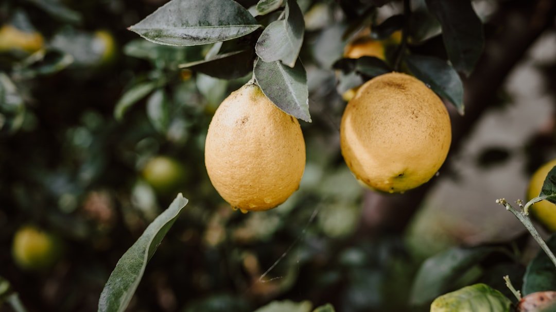 découvrez la saison des agrumes : oranges, citrons, mandarines et bien plus, pour des recettes fraîches et vitaminées.