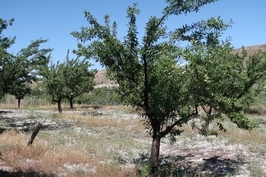 découvrez notre sélection d'arbres fruitiers résistants à la sécheresse, parfaits pour les jardins secs et les climats arides, alliant beauté et productivité.