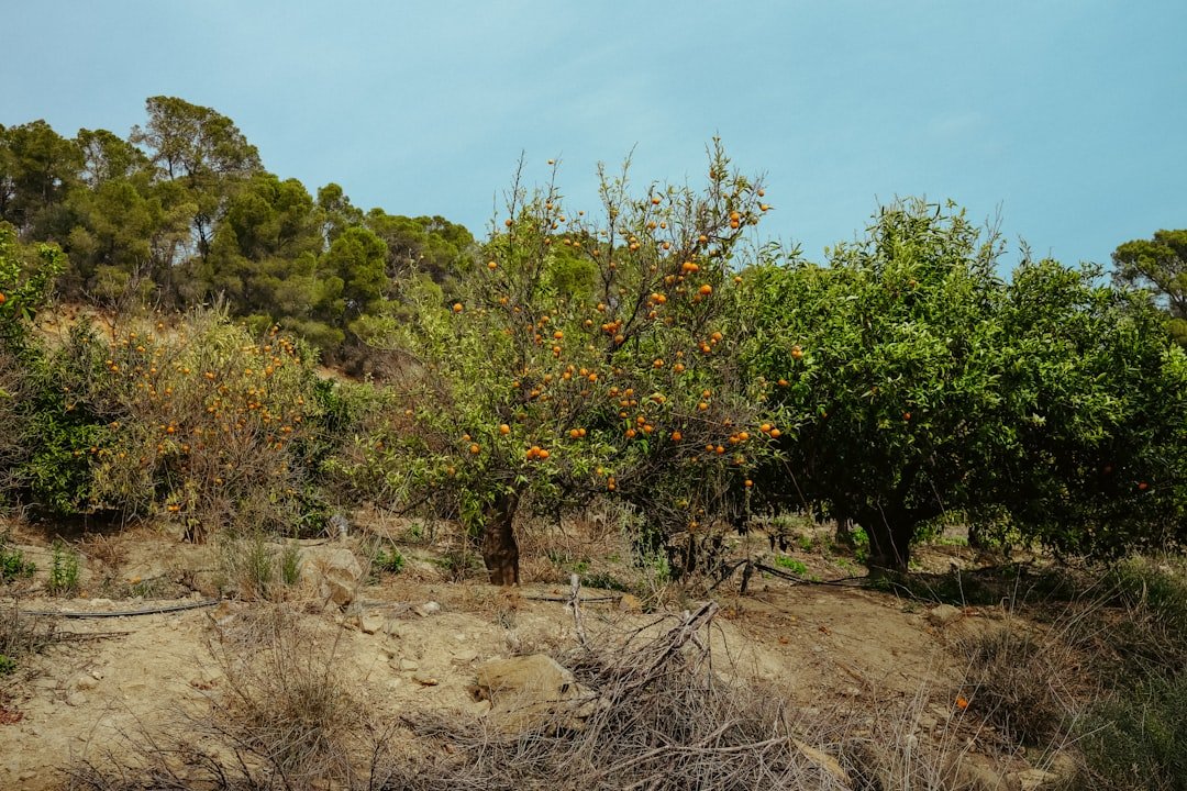 découvrez notre sélection d'arbres fruitiers résistants à la sécheresse, idéals pour les jardins en climat aride et les régions à faible pluviométrie.