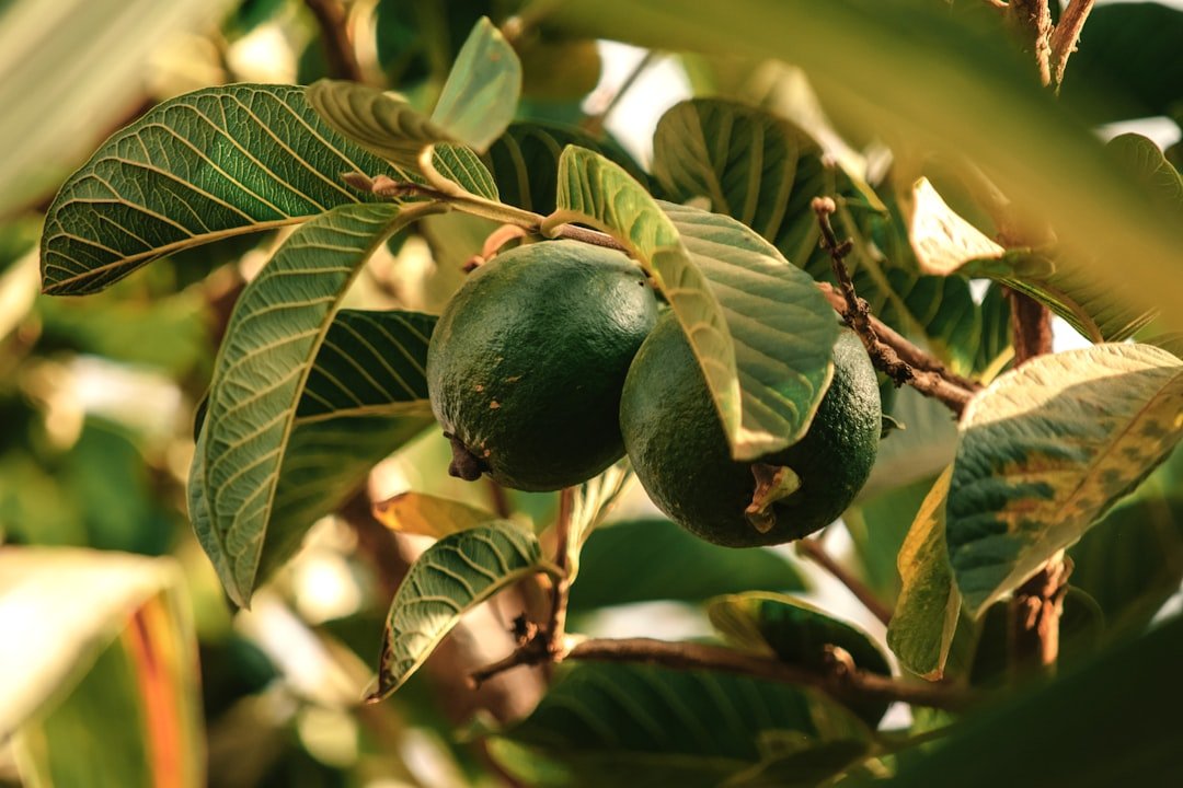 découvrez le moment idéal pour la récolte des figues afin d'optimiser leur saveur et leur qualité.
