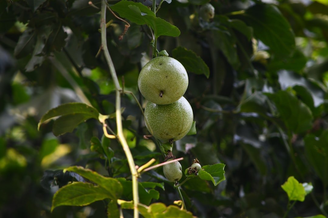 découvrez les meilleurs moments pour récolter les figues afin d'obtenir une saveur optimale et une qualité supérieure.