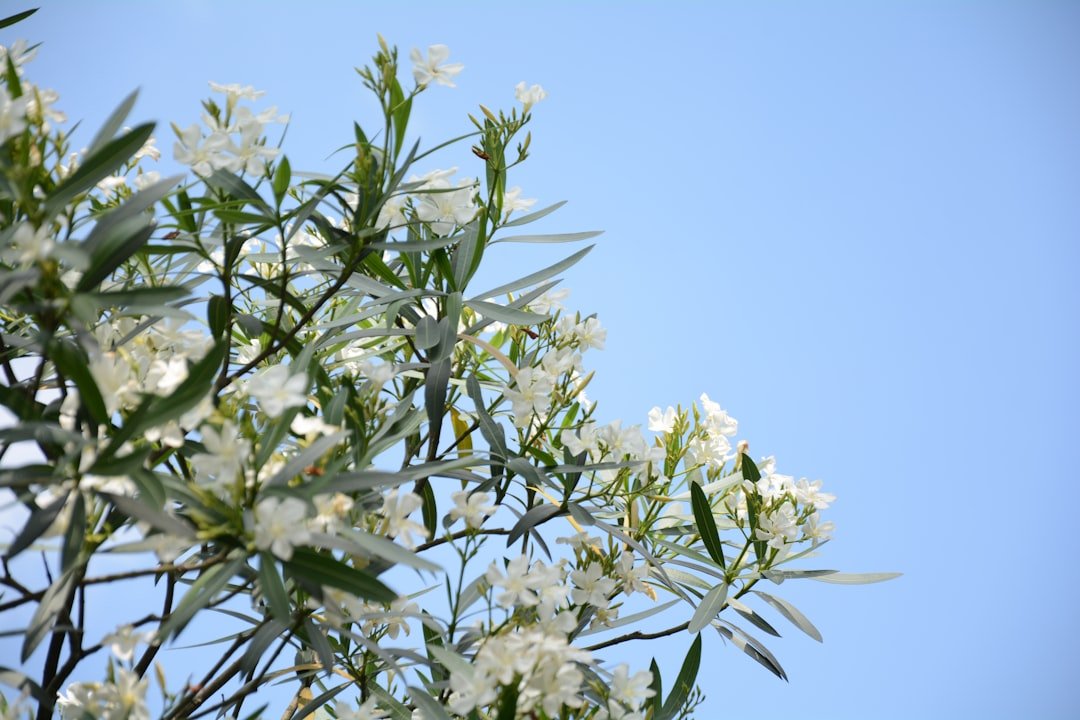découvrez l'oleander, arbuste méditerranéen apprécié pour ses fleurs colorées et sa résistance. apprenez à le cultiver et l'entretenir facilement dans votre jardin.