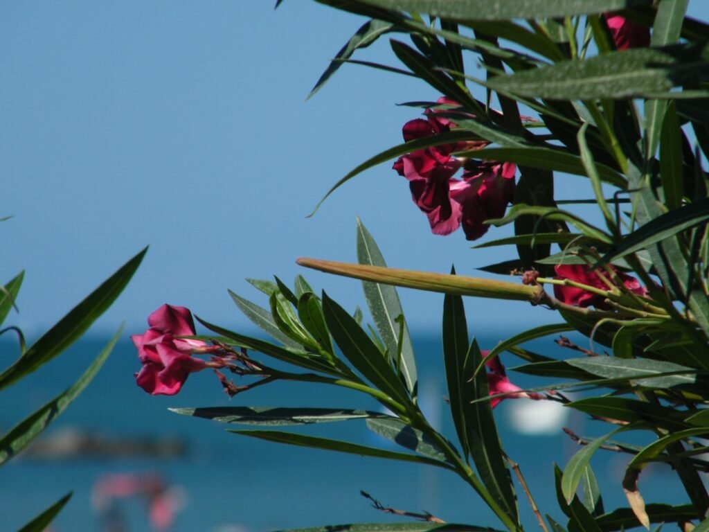 découvrez tout sur l'oleander, une plante ornementale élégante et résistante, parfaite pour embellir vos jardins avec ses fleurs colorées.