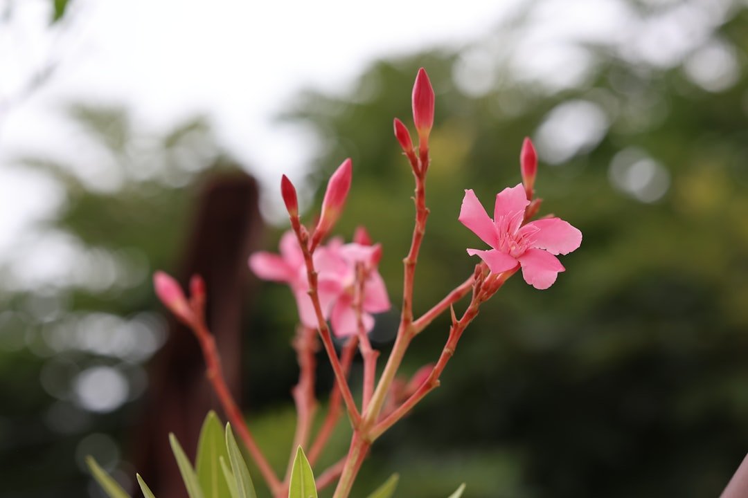 découvrez l'oleander, un arbuste ornemental aux fleurs éclatantes, idéal pour embellir vos jardins et espaces extérieurs.
