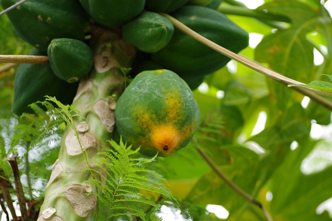 découvrez la saison de la papaye : conseils pour choisir, utiliser et profiter pleinement de ce fruit délicieux et exotique.