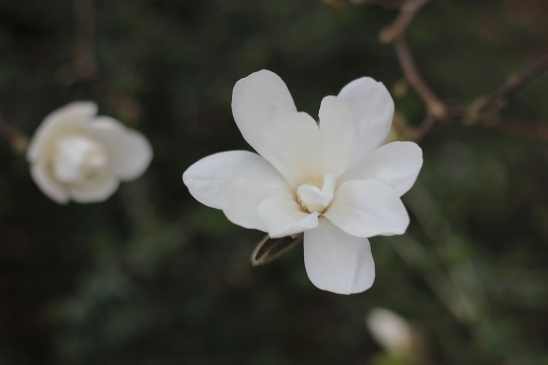 découvrez le jasmin étoilé, une plante grimpante parfumée aux fleurs blanches en forme d'étoile, idéale pour égayer votre jardin ou balcon avec son arôme délicat.