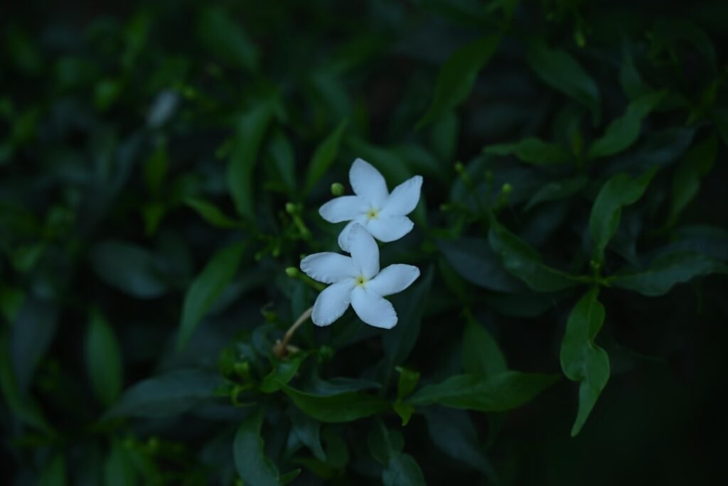 découvrez le jasmin étoilé, une plante grimpante aux fleurs délicates et parfumées, idéale pour embellir jardins et balcons avec son élégance naturelle.
