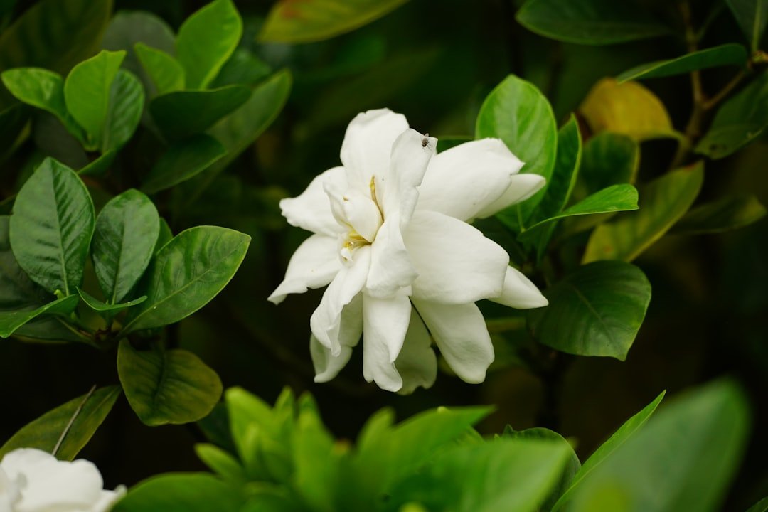 découvrez le jasmin étoilé, une plante grimpante parfumée idéale pour embellir votre jardin avec ses fleurs blanches délicates et son arôme envoûtant.