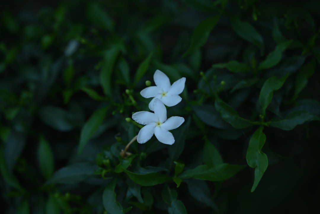 découvrez le jasmin étoilé, une plante grimpante aux fleurs délicates et parfumées, idéale pour embellir jardins et balcons avec son élégance naturelle.