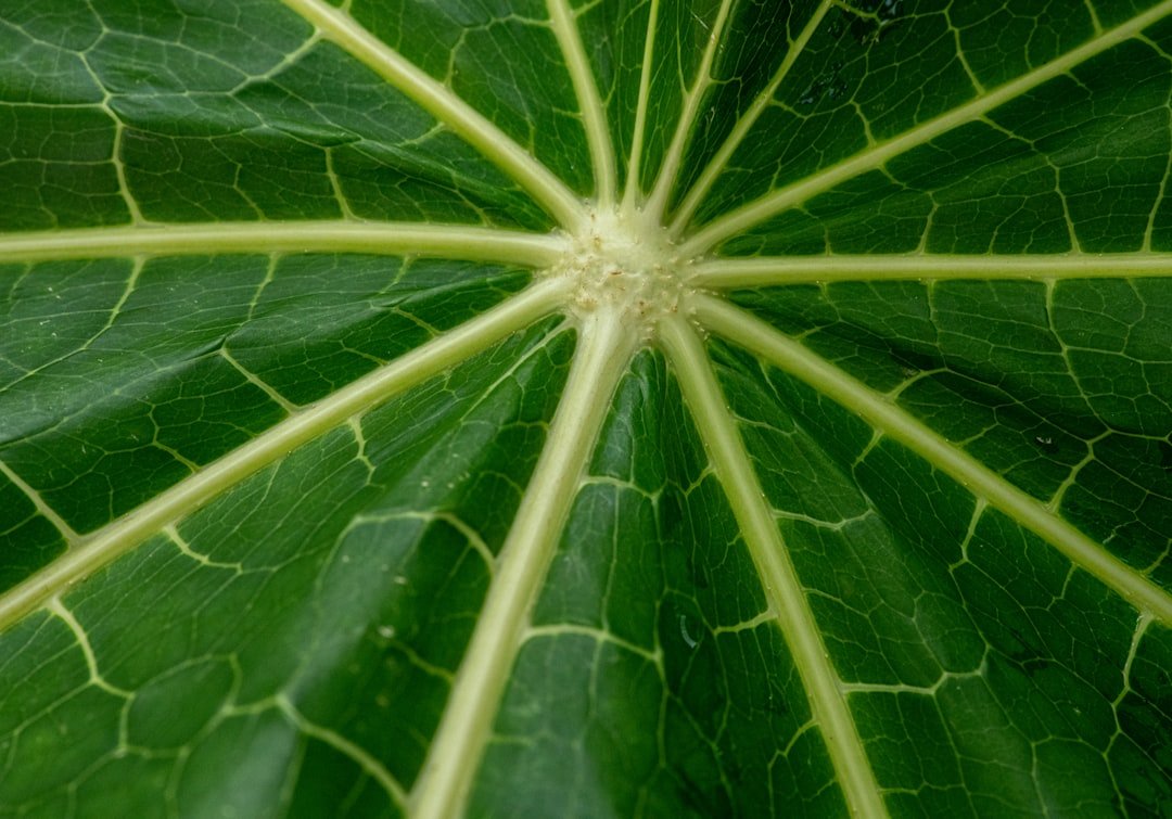 découvrez tout sur la feuille de courgette blanche, ses caractéristiques, utilisations culinaires et bienfaits pour la santé.