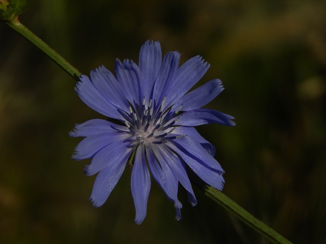 découvrez la beauté sauvage de la fleur bleue, un symbole de délicatesse et de nature préservée, parfaite pour embellir vos jardins et bouquets.