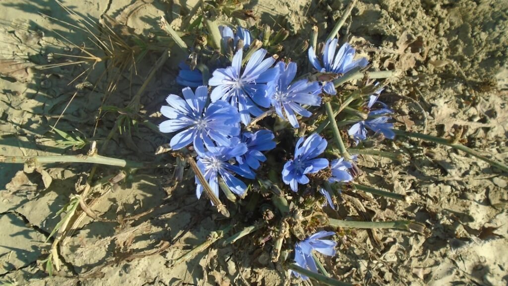 découvrez la beauté sauvage de la fleur bleue, un symbole naturel d'élégance et de fraîcheur pour vos espaces.