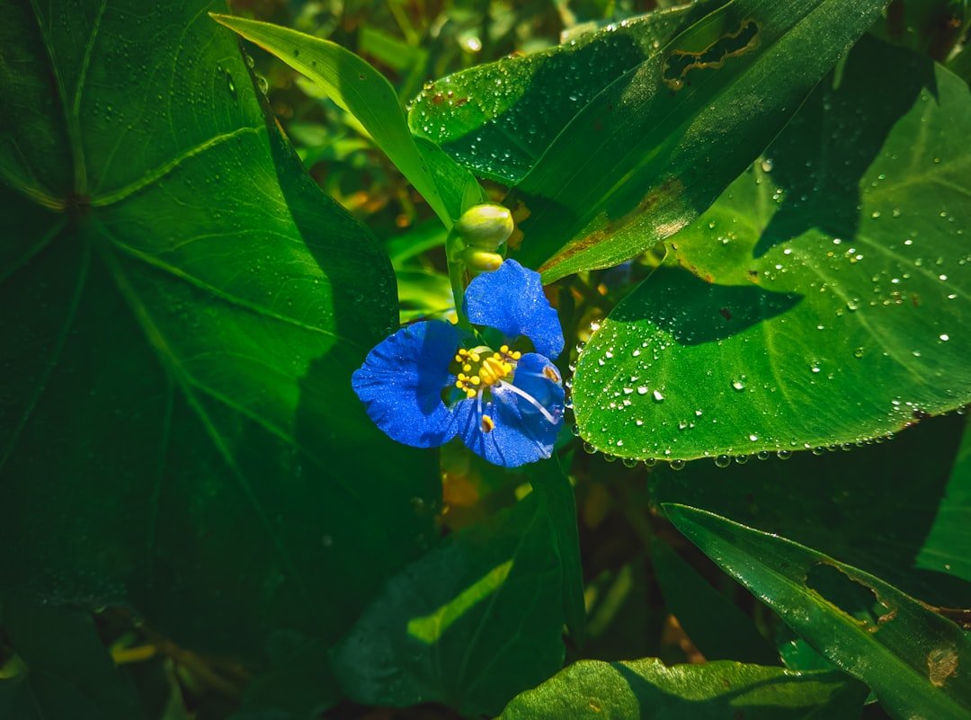 découvrez la beauté sauvage de la fleur bleue, un symbole de liberté et de nature intacte, idéale pour embellir vos espaces et éveiller vos sens.