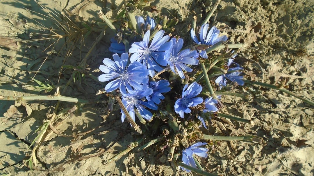 découvrez la beauté sauvage de la fleur bleue, un symbole naturel d'élégance et de fraîcheur pour vos espaces.