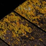 Terrasse en bois envahie par la mousse : quel nettoyant et traitement choisir ?